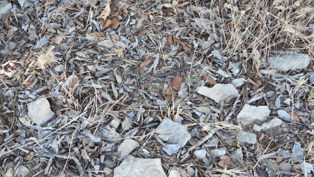 Ubica aquí mismo el saltamontes camuflado que nadie ve ni con lupa. (Fotos: Josep Regí i Puig)