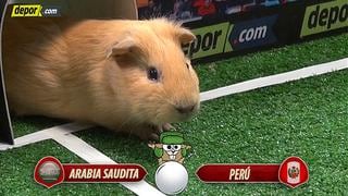 Perú vs. Arabia Saudita: el cuy Yimesku dio su pronóstico del partido amistoso ¿Acertará esta vez? [VIDEO]