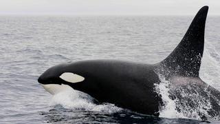 Orca que cargó a su cría muerta durante 17 días vuelve a a ser madre