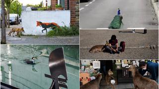 La naturaleza recupera su lugar: las ciudades y calles que mostraron presencia animal ante el aislamiento de las personas [FOTOS]