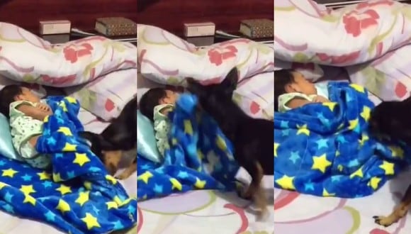 Un video viral muestra cómo un perro arropa a una bebé de la forma más adorable posible. | Crédito: @TheFlyAuntie / Twitter