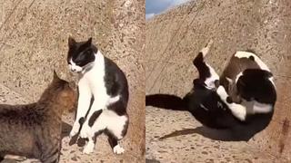 Pelea de gatos entre ‘la vida o la muerte’ es lo más viral de Tik Tok y ha generado millones de vistas