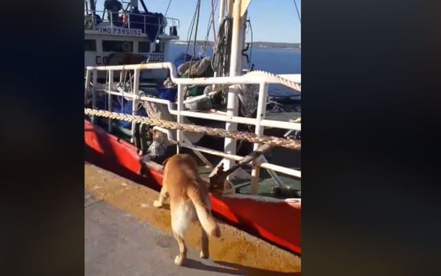 Perro se hizo famoso por ayudar a amarrar los barcos en un puerto de Argentina. (Facebook)