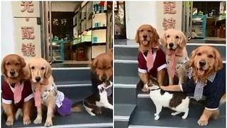 Perro obliga a gato a posar para una foto familiar y el jocoso momento grabado en un video viral causa revuelo