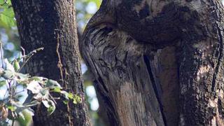 Reto viral: ¿logras ver la lechuza escondida en la corteza del árbol? | FOTOS
