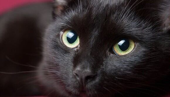 ‘Negrito’ es el sexto caso de un gato con coronavirus en el mundo. (Referencial)