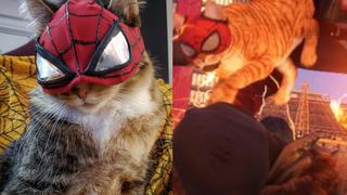 Spider-Cat, personaje de Spider-Man Miles Morales, cobra vida en divertido cosplay
