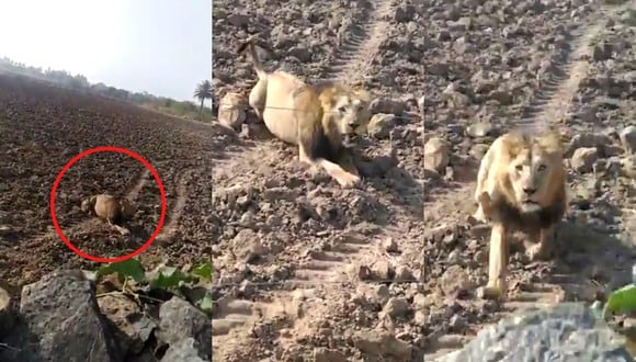 Un video viral muestra lo cerca que estuvo una persona de ser atacada por un furioso león. | Crédito: @TOIRajkot / Twitter.