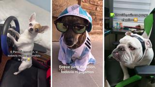 “¡Eh pará emoción! Es el perro ‘motociclón’”: el origen de la nueva tendencia de TikTok