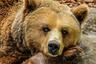 Se salva de puro milagro tras encontrarse con violento oso grizzli en el bosque