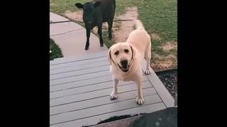 Video viral: Perrito vuelve de paseo con vaquita y le niegan el ingreso a casa