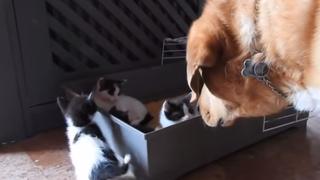 Un perro muy noble adoptó a unos gatitos que fueron abandonados en una caja