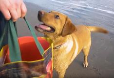 Una perrita ayuda a recoger desechos de las playas aprovechando los paseos con su dueña
