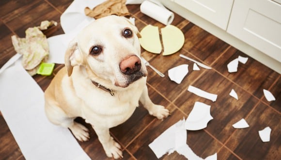3 tips para calmar la ansiedad de tu mascota. (Foto: Difusión)