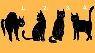 Selecciona 1 de los 4 gatos y el test te mostrará tus cualidades más importantes
