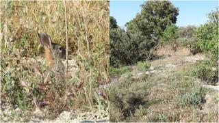 Reto viral que te pide ubicar el conejo en la postal de la naturaleza en 10 segundos [FOTOS]