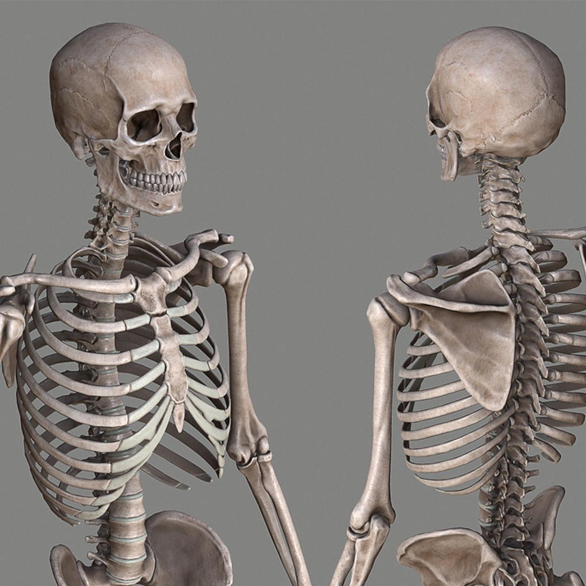 Google, Tutorial, cómo activar el esqueleto humano en 3D desde tu celular, How to active skeleton human body in smartphone, Realidad aumentada, Descargar, Download, Aplicaciones