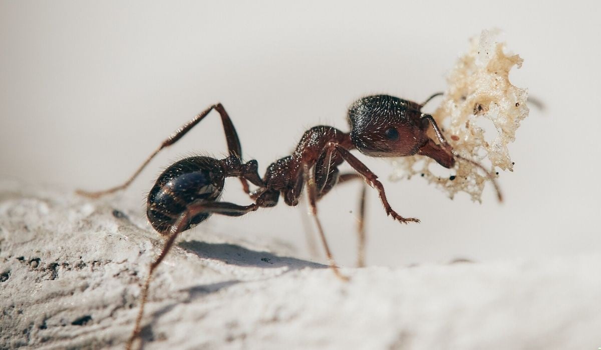 La hormiga parece tener domada a la mariquita. (Foto referencial: Pixabay)