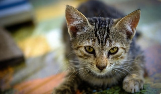 El video del pequeño gato causó revuelo en las redes. (Foto referencial: Pixabay)