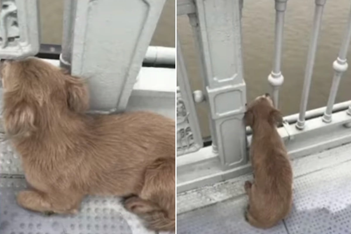 El perro fue captado en un puente esperando a su persona favorita en el mundo, su dueño. (YouTube: MAN CASTING)