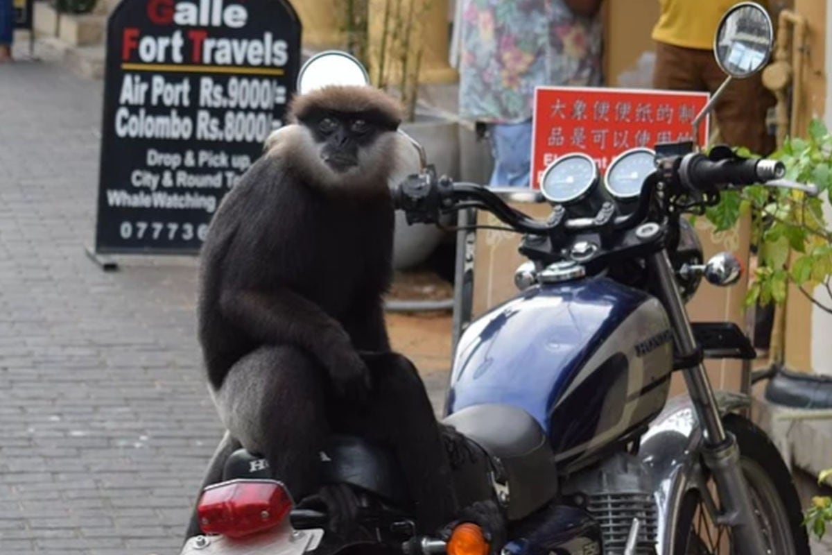 VIRAL, Encontró a un mono sentado en su motocicleta y segundos  después se peleó con él, YT, Yutube, Redes Sociales, Tendencias, Animales, Tailandia, Fotos, Video VIRAL, OFF-SIDE