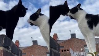 Gatos imitan sonidos humanos durante curiosa “conversación” sobre una cerca