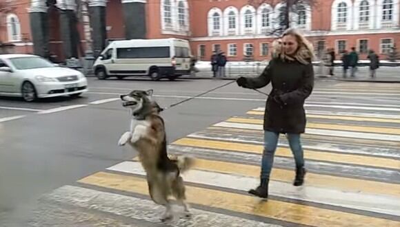 El perro se paró en 2 patas para luego dar pequeños saltos y cruzar una pista. (Foto: ViralHog / YouTube)