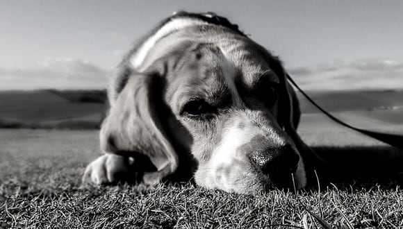 Veterinarios investigan sobre mortal enfermedad que ataca a los perros (Pixabay)