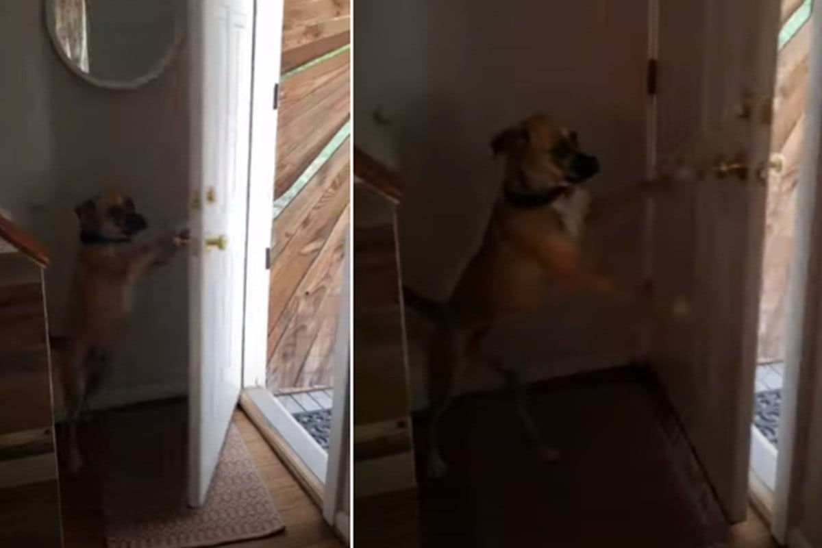 Foto 1 de 3 | La perrita se paró en dos patas para cerrar la puerta de su casa. | Foto: ViralHog / YouTube. (Desliza hacia la izquierda para ver más fotos)