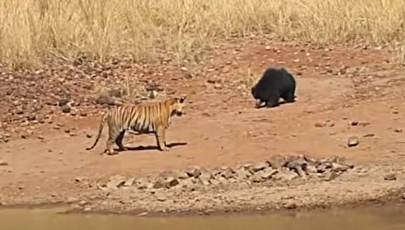 Así es la feroz pelea entre un tigre y un oso. El combate sorprendió en redes sociales por su desenlace. (Foto: Media Drum World TV / YouTube)