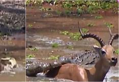 De locos: impala escapó de la boca de 2 cocodrilos mientras se hundía en el fango [VIDEO]