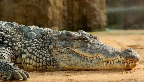 Un cocodrilo macho fue captado cargando a más de 100 crías. La imagen se volvió viral y podría ser reconocida la mejor foto natural del año. (Foto: Referencial / Pixabay)