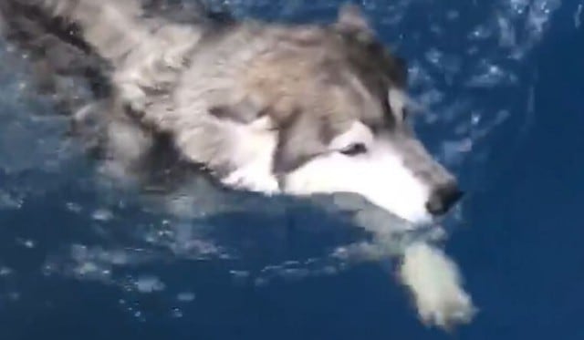 El video fue registrado en Tailandia. (Captura)