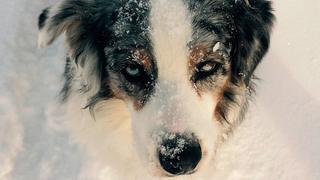 Perrita es hallada en medio de la nieve y protegiendo a sus seis cachorros del frío