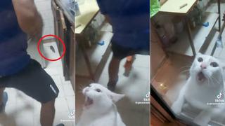 Viral: Gatito llora del susto al ver rata e intenta escapar