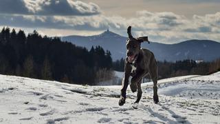 Un ingenioso perro arrastra un tobogán plástico por una colina nevada una y otra vez