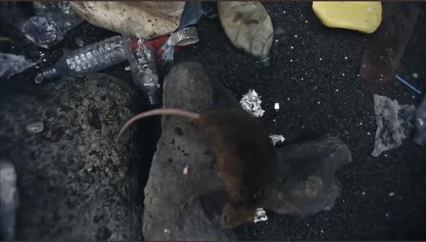 La aparición de una rata en el video de "Copa Vacía" ha despertado las dudas en los seguidores de la colombiana (Foto: Shakira / YouTube)