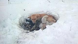 Encuentran un perro que protege a sus cachorros en medio de una fuerte tormenta