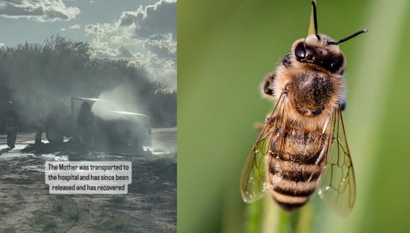 La mamá fue atacada por las llamadas "abejas asesinas", las cuales son muy territoriales y hostiles. (Foto: 
azfiremedical-Instagram/Pixabay)