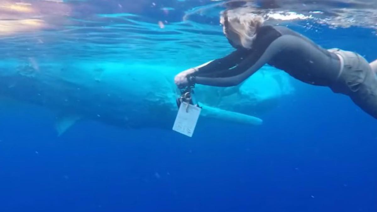 ¡Aterrador momento! Mujer "choca" contra un grupo de tiburones 