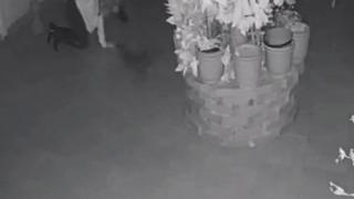 Ampay es viral: mujer quedó expuesta por su perro tras entrar gateando a su casa [VIDEO]