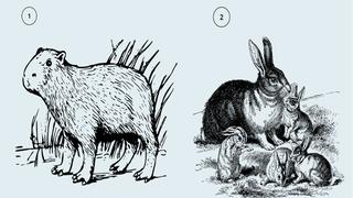 Test visual: escoge uno de los animales y conoce si eres irresponsable