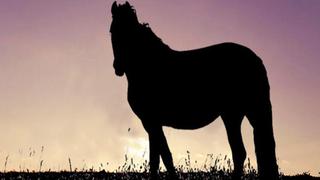 Elige en qué dirección mira el caballo y este test de personalidad te hará saber si eres sincero