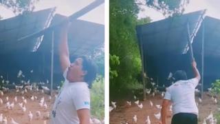 TikTok enloquece con este viral: convirtió su granja de gallinas en ‘Los Vengadores’ [VIDEO]