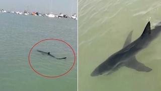 Video viral: Tiburón de dos metros sorprende a bañistas en el Callao