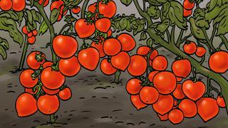¿Puedes encontrar el corazón en la planta de tomates? El acertijo viral que el 5% falló [FOTO]
