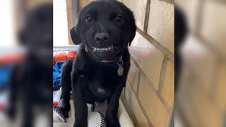 Cachorro abandonado le sonríe a cada persona que lo visita en su refugio