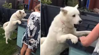 Perro ve a su dueña acariciando a otro can y no puede controlar sus celos