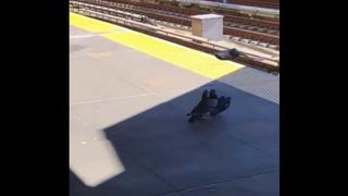 ‘Angry birds’: dos palomas se juntaron para empujar a un pichón a los rieles del tren [VIDEO]