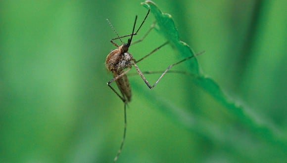 Ahuyenta los mosquitos de tu casa con estos remedios caseros. (Foto: Pexels)